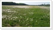 oder sie erfreuen sie an Felder mit Wollgras "Natur pur" oder sie erfreuen sie an Felder mit Wollgras "Natur pur"